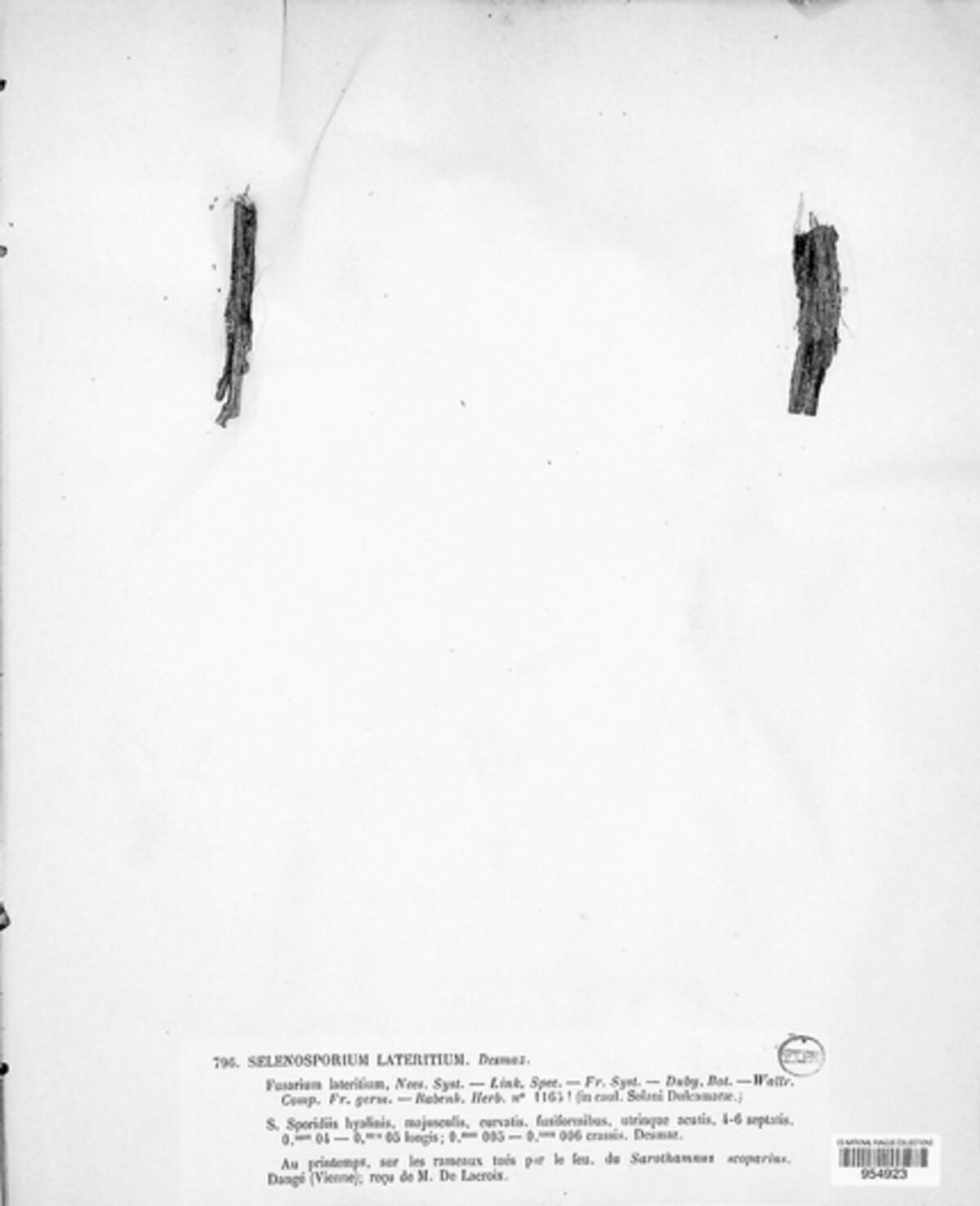 Selenosporium lateritium image